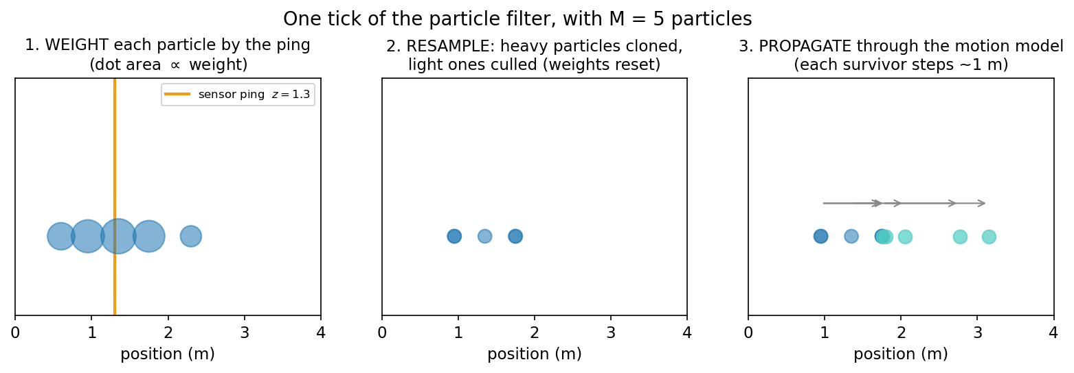 Three panels showing one tick of a particle filter with five particles on a line. In the first, the particles&rsquo; dot areas are proportional to their weights, largest for the particles nearest the orange sensor-ping line. In the second, after resampling, the heavy particles have been cloned and the light ones culled, all dots equal again. In the third, arrows carry each survivor about one meter to the right through the motion model.